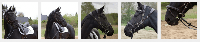 Blacky mit dem NeXaver® Leder Trensenzaum