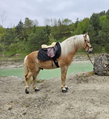 Pferd beim Wanderreiten mit Quittpad Schabracke im Gelände