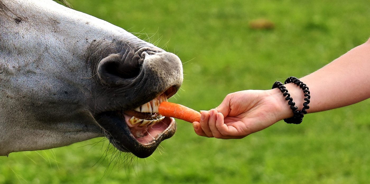 Was ist Natural Horsemanship?