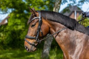 NeXaver® SMART Leder Trensenzaum