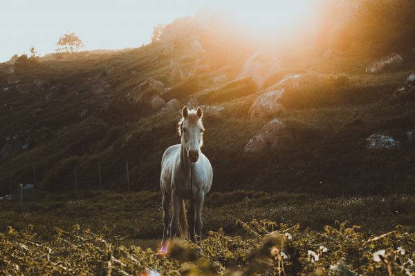 Tipps rund um Pferd und Reiten