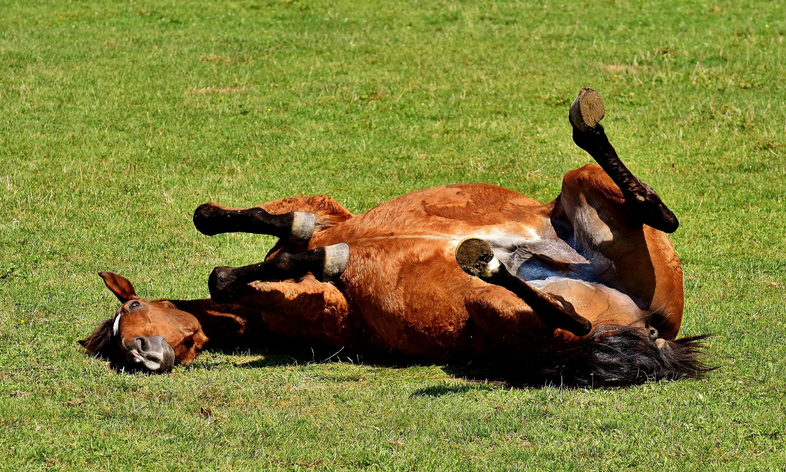 Braunes Pferd liegt im Gras und wälzt sich.