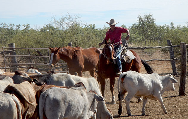 Was ist Natural Horsemanship?