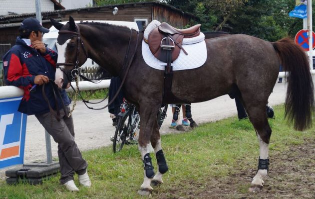 Lammfell Sattelunterlagen