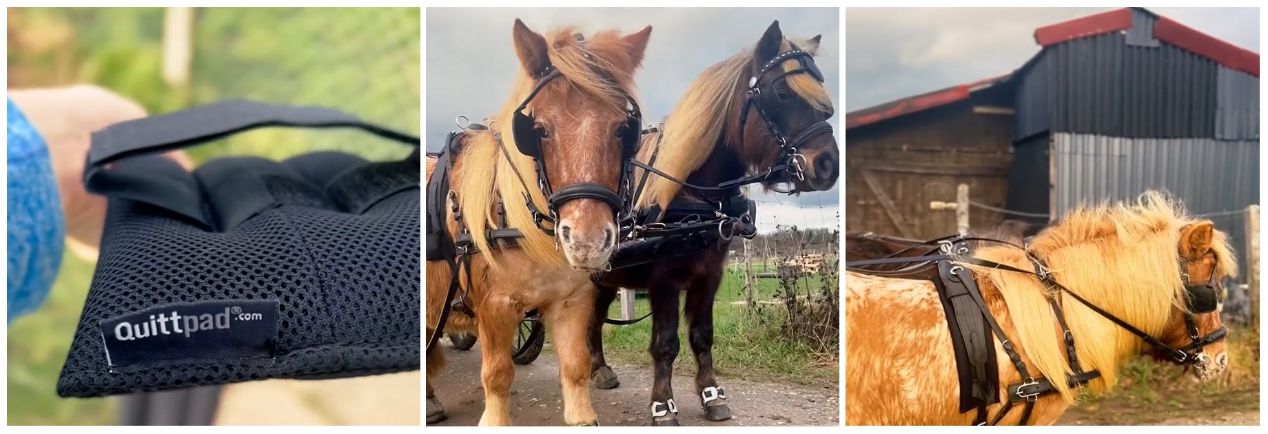 Longieren & Fahren