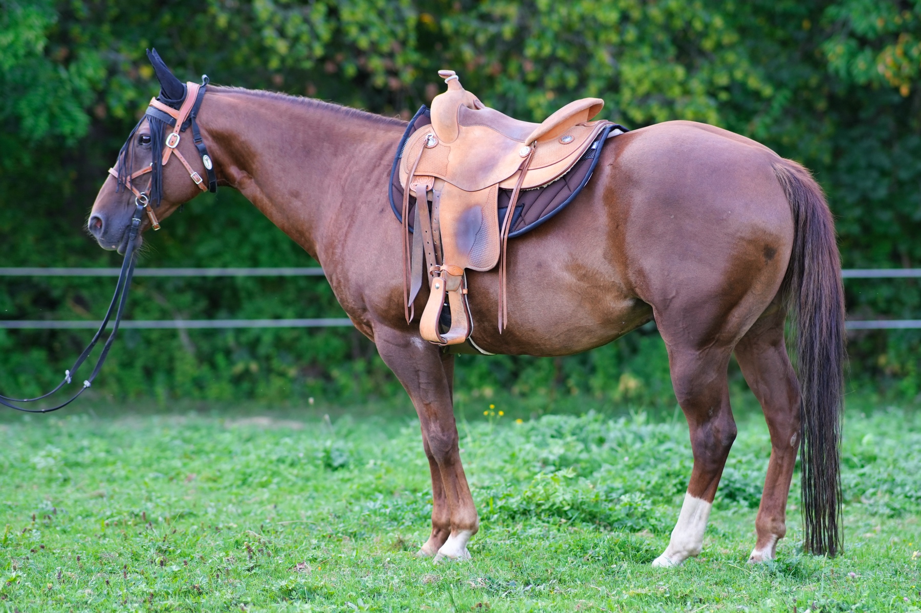 QUITTPAD® Western Pad Roundskirt