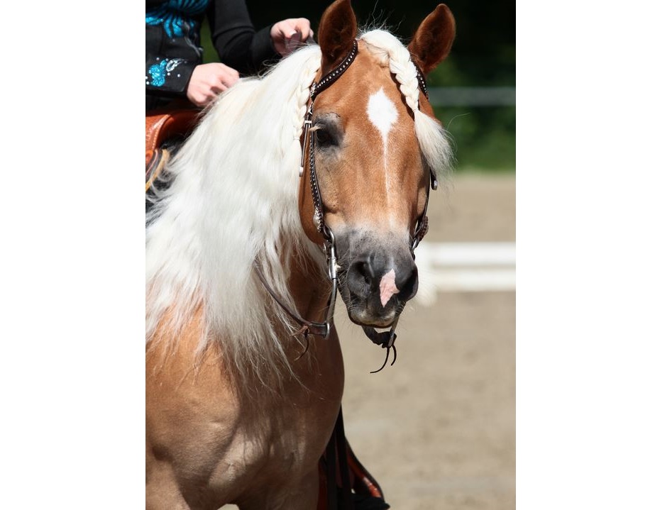Westernsattel – was ist das besondere daran?