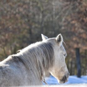 Ein Pferd steht im Schnee und nimmt ein Sonnenbad.