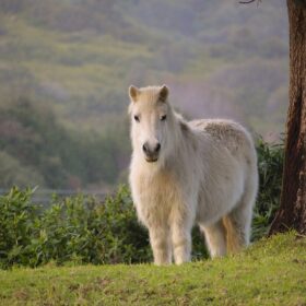 Ein weißes Pony mit dickem, langem Winterfell steht auf einer Wiese.