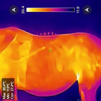 Thermografie-Aufnahme eines Pferdes mit kaltem Bauch, von der Seite gesehen