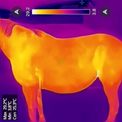 Thermografie-Aufnahme eines Pferdes unter einer Quittpad-Bauchlatzdecke.
