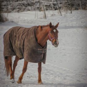 Pferd mit Decke im Schnee