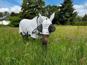 Pferd mit Quittpad Fliegendecke und Fliegenmaske auf der Sommerweide – luftiger Insektenschutz ohne Hitzestau
