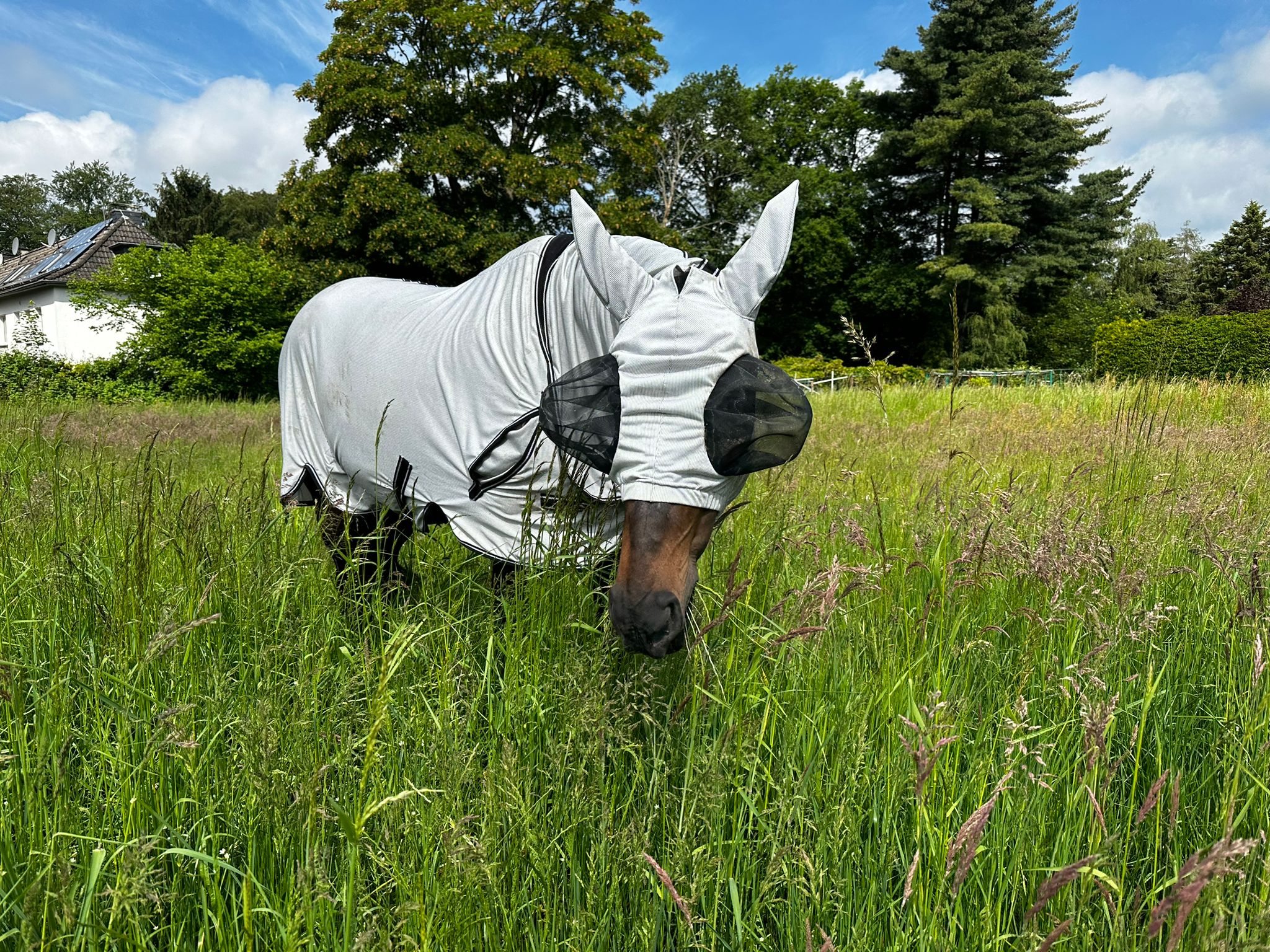 Pferd mit Quittpad Fliegendecke und Fliegenmaske auf der Sommerweide – luftiger Insektenschutz ohne Hitzestau