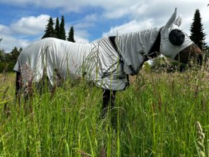 Pferd mit Quittpad Fliegendecke auf der Sommerweide – leichter Fliegenschutz ohne Hitzestau