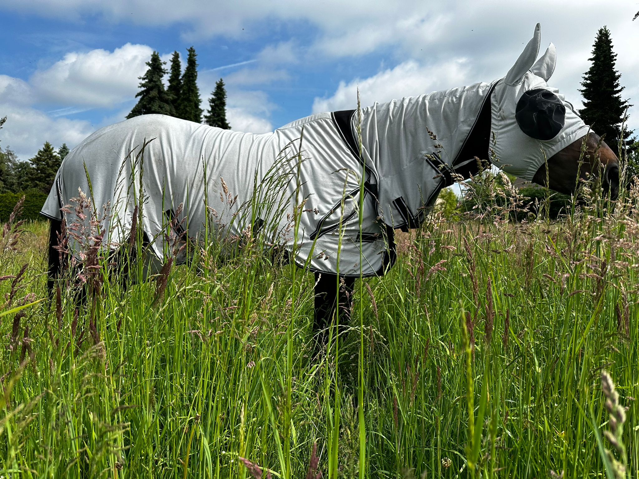 Pferd mit Quittpad Fliegendecke auf der Sommerweide – leichter Fliegenschutz ohne Hitzestau