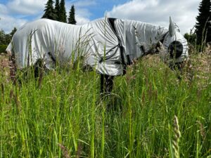 Pferd mit Quittpad Fliegendecke beim Grasen auf der Sommerweide – luftiger Fliegenschutz ohne Hitzestau