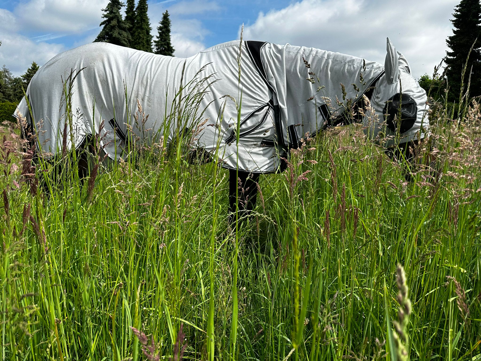 Pferd mit Quittpad Fliegendecke beim Grasen auf der Sommerweide – luftiger Fliegenschutz ohne Hitzestau