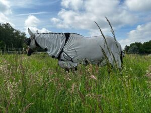 Pferd mit Quittpad Fliegendecke auf der Sommerweide – luftiger Insektenschutz mit hoher Luftzirkulation
