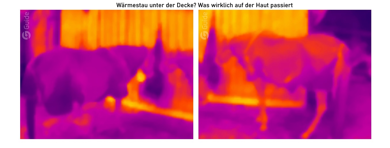 Vergleich Wärmestau unter Fliegendecke beim Pferd anhand von Thermobildern