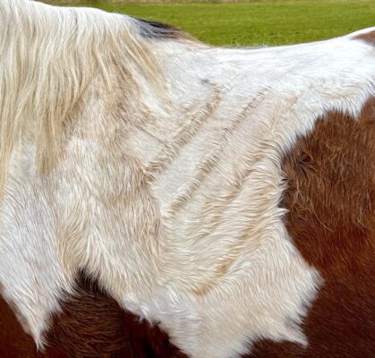 Sichtbare Linien und Mikro-Dynamik im Pferdefell nach dem Reiten mit Quittpad-Sattelunterlage. Unterschiedliche Bewegungs- und Luftzonen im Quittpad-System können sichtbare Linien im Fell erzeugen.
